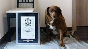 Bobi : The Guinness World Record Holder