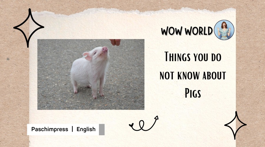 Things you do not know about Pigs