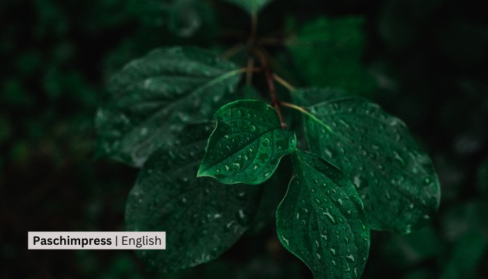 Light Rainfall Could  Be Experienced In Gandaki
