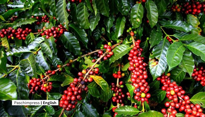Possibility of Coffee Cultivation in the Far West