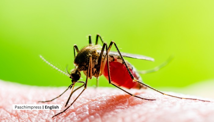 Two people died from dengue in Sudurpaschim within a week