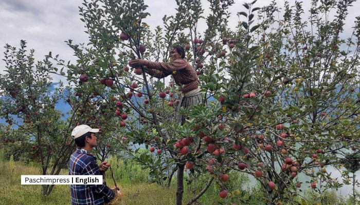 Apple Farmers in Bajura Express Frustration Over Blocked Road