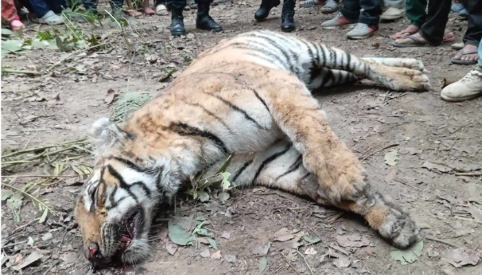 Royal Bengal tiger found dead in Kailali
