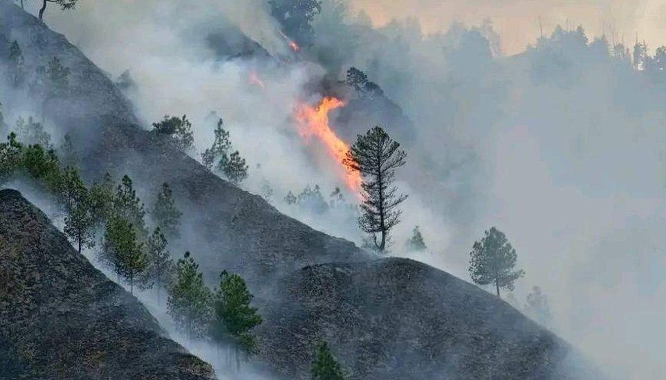 Wildfire destroys around 300 hectares of forest in Udayapur
